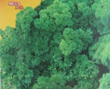 магданоз Къдрав