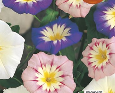 Трицветна поветица SG