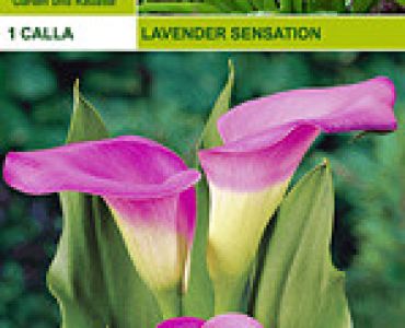 кала Lavender Sensation (пакет)