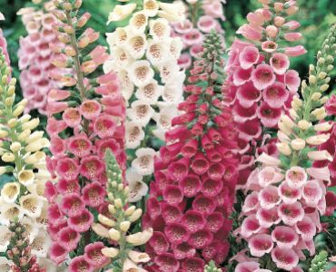 Дигиталис (Напръстник)`SG