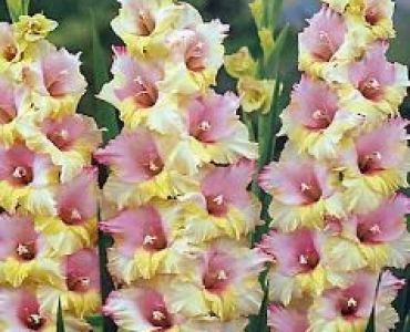 гладиол Mon Amour