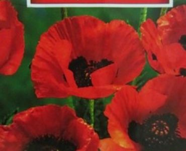 Мак Червен брилянт