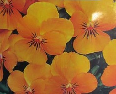 теменуга Оранж