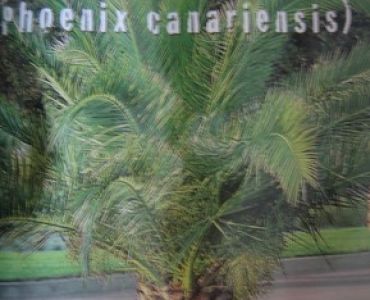 семена за Финикова палма (Phoenix canariensis)