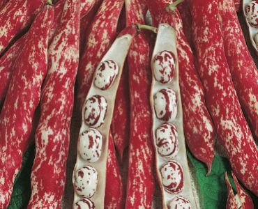 фасул Borlotto Lingua di Fuoco Nano SG