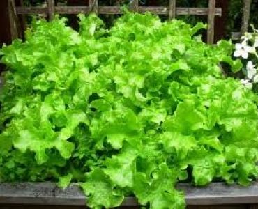 салата Бохемия F1