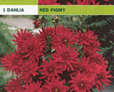 далия ниска Red Pigmy
