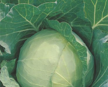 зеле Bianco Ekhuizen`SG