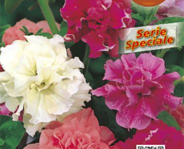 Петуния кичеста