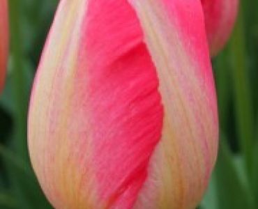 лале Various Judith Leyster