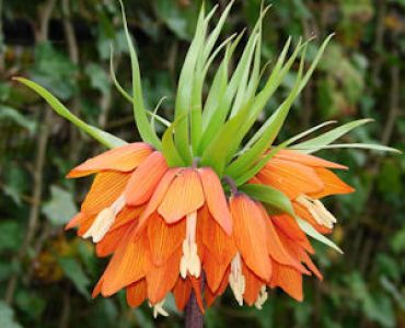 Фритилария - Fritillaria Imperialis Aurora