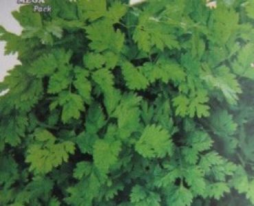 Кервел - див керевиз