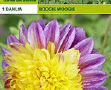 далия ниска Boogie Woogie