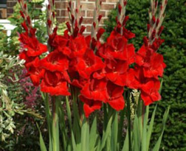 гладиол Oscar