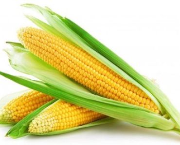 Супер сладка царевица GSS 1477 F1 (Syngenta)