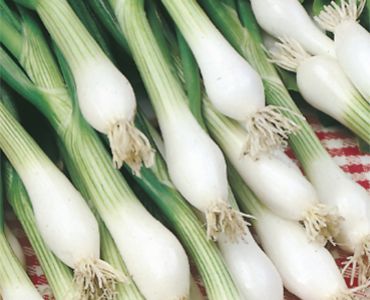 лук за пера Бял Лисабонски`SG