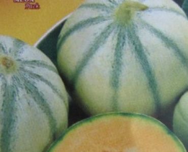 пъпеш Медена Роса