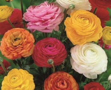 Ранункулус Микс (пакет 10 лук)