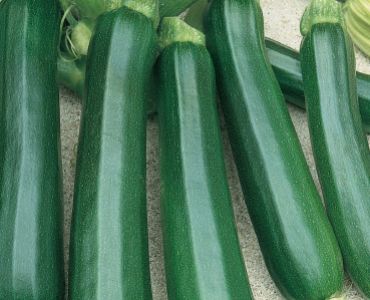 тиквички Черна красавица от Милано`SG