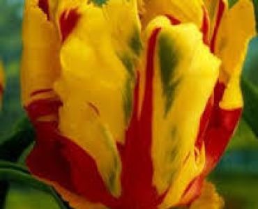 лале parrot texas flame