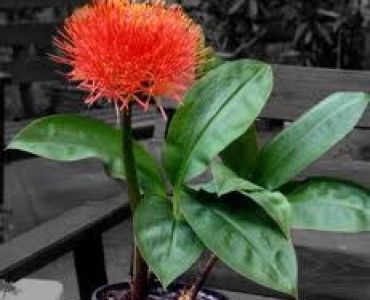 Скадоксус (Scadoxus multiflorus)