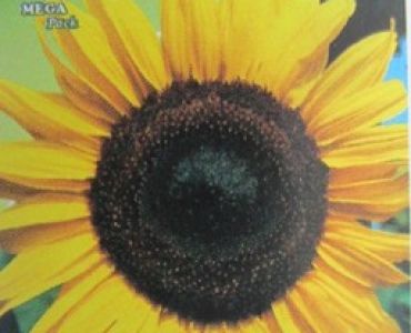 Слънчоглед декоративен