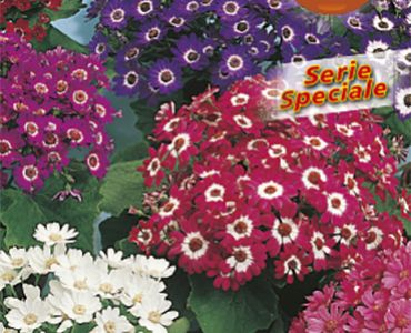 Цинерария`SG