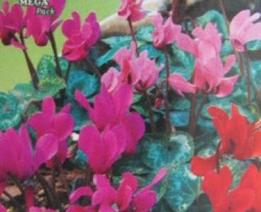 Циклама градинска (семена)