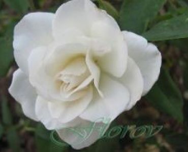 Облагородена бордюрна роза Флоров: Каталожен номер 36