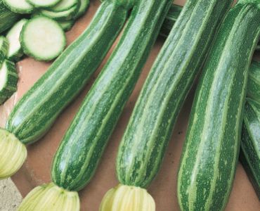 тиквички шарени от Италия`SG