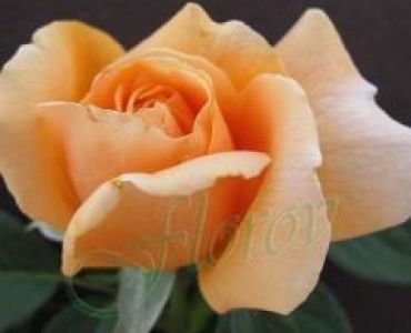 Облагородена храстовидна роза Флоров: Каталожен номер 08