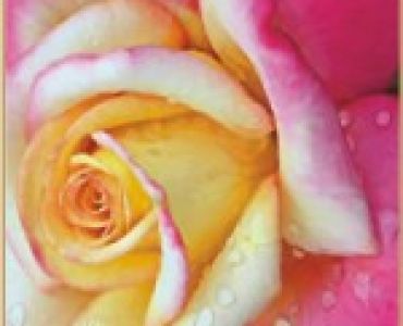 Храстовидна роза 022