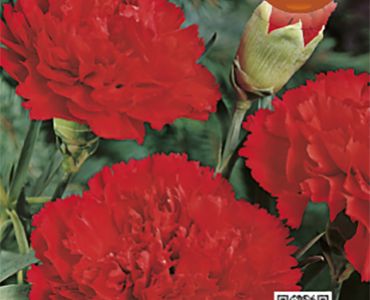 Карамфил Шабо Червен`SG