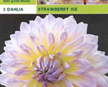 далия Strawberry Ice