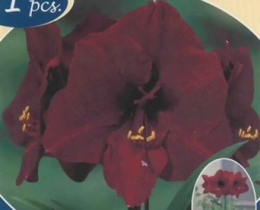 Амарилис (Amaryllis Hippeastrum) Carmen