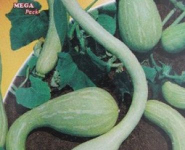 тиквички Тромпет