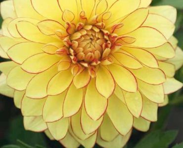 Далия Lake Ontario