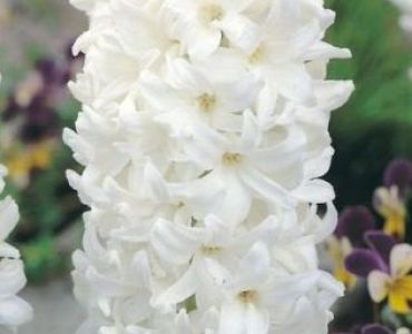 Зюмбюл Carnegie 14/15