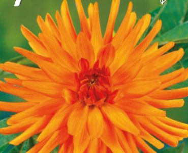 Далия Cactus Ludwig Helfert