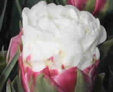 Лалета Ice Cream (пакет - 3 луковици)