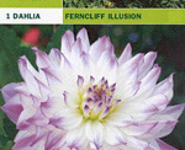 далия Ferncliff Illusion