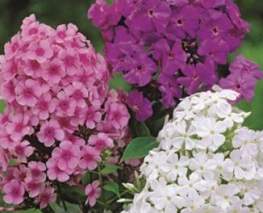 Флокс Panicuata mix (пакет)