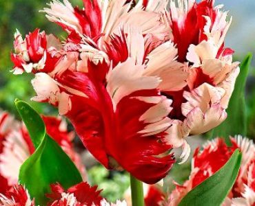 Лале Estella Ringveld 