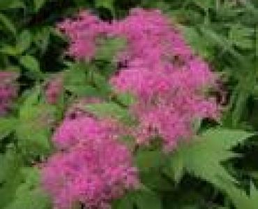 Филипендула (Filipendula rubra magnifica)