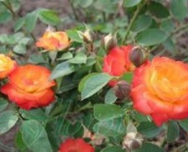 Облагородена бордюрна роза Флоров: Каталожен номер 38
