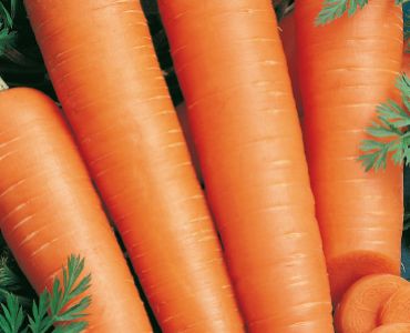 моркови Flakkee 2`SG