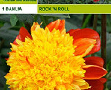 далия ниска Rock 'N Roll