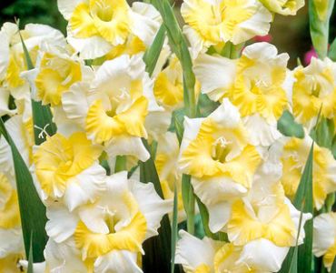 гладиол Buggy