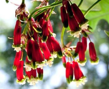 Дихелостема 1оп(15 луковици)