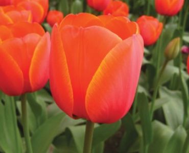 лале darwin hybrids washington